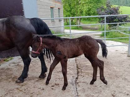 Bild 4:Glanzrapp Hengst Fohlen Zapo Schaunitz