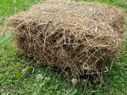 Bild 2:Altes Heu zum einstreuen Einstreu kleine Ballen