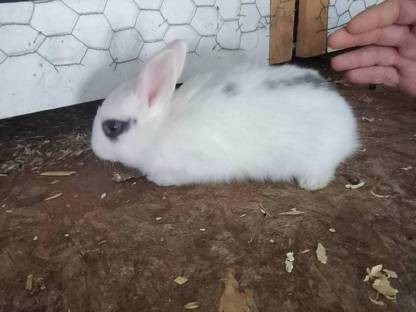 Bild 5:Zwergkaninchen