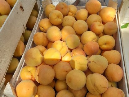 Marillenmaische