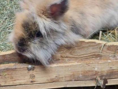 Bild 3:Hasen Satin und Löwenkopf