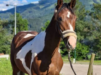 Pintowallach Whisky the Champion