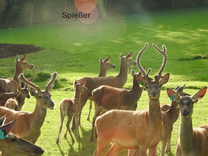 Bild 5:Rot und Damwild zu verkaufen