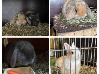 Bild 2:Zwergkaninchen