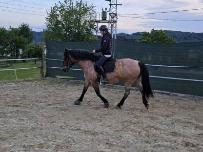 Bild 6:Pferd: Stute Mogyóro