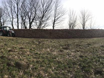 Buchen Brennholz