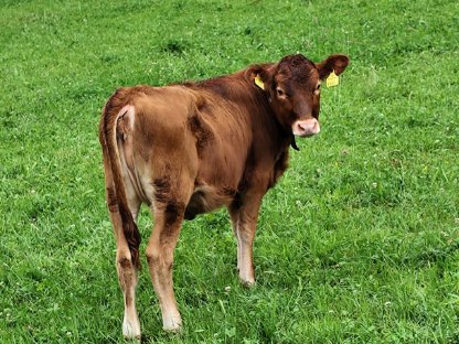 Jungkalbin Jersey, trächtige FV Kalbin und Wbb Sprungstier