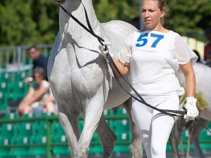 Bild 6:Zuchthengst mit überdurchschnittlichen Grundgangarten Kuhailan Zaid-906