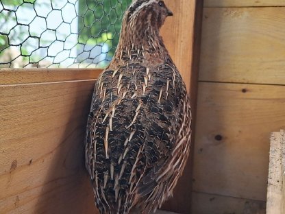 Bild 3:Wachtelhahn wildfarben, 9 Wochen