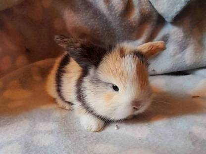 Meerschweinchen, Zwergkaninchen und Deutsche Widder