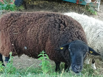 Jura Widder zu verkaufen