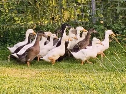 Bild 2:Verkaufe Laufenten, Erpel und Gänse