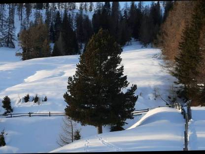 Zirbenholz