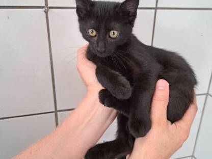 Katzen
