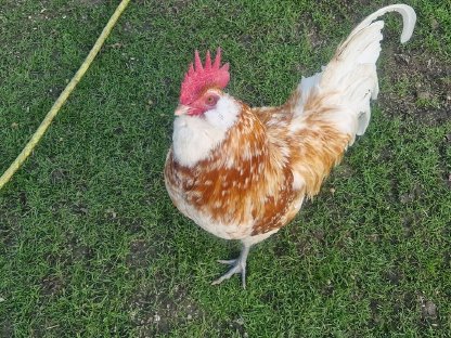 Bild 7:Thüringer Barthahn