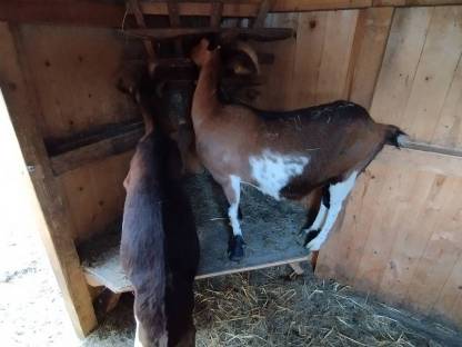 Bild 3:Tauernschecken Ziegen