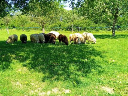 Bild 3:Verkaufe Waldschafe