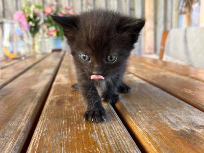Kitten - Babykatzen - Europäisch Kurzhaar