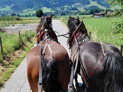 Suche einen Stall Ennstal