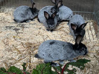 Bild 6:Helle Großsilber