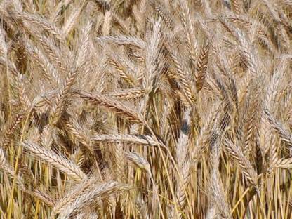 Bio Triticale