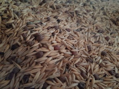 BIO Hafer-Peluschken-Gemenge zu verkaufen