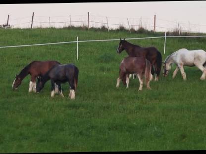 Bild 2:Shire Horse, größte Pferderasse der Welt, Kaltblut