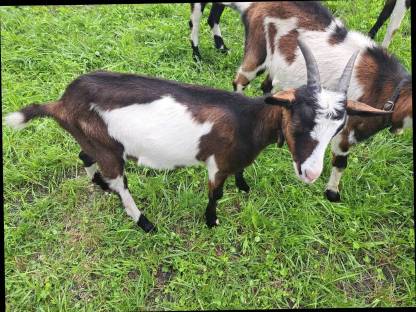 Bild 2:Tauernschecken Kitz