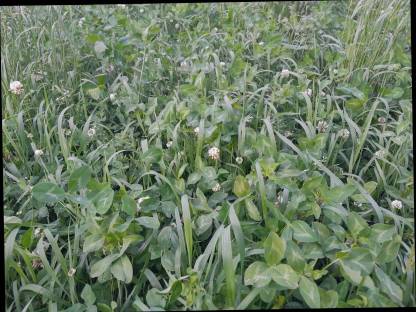 Bild 2:Klee Kleinballen