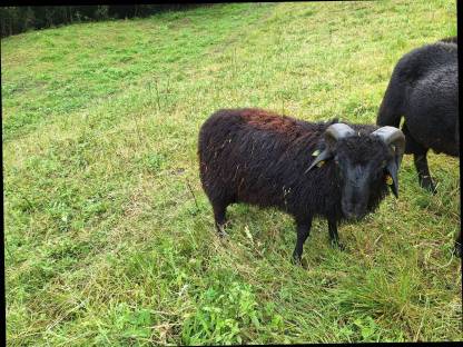 Bild 2:Alpines Steinschaf