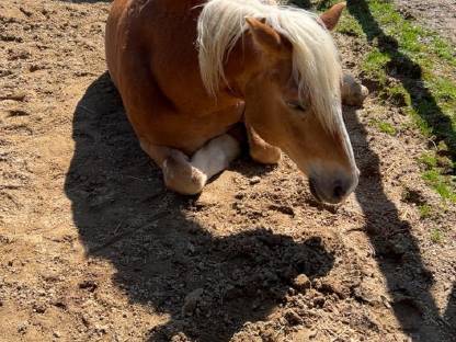 Bild 4:Reitunterricht/Bodenarbeitseinheiten