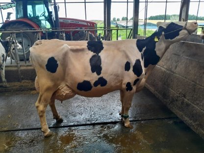 Bild 3:4 erstklassige Embryonen