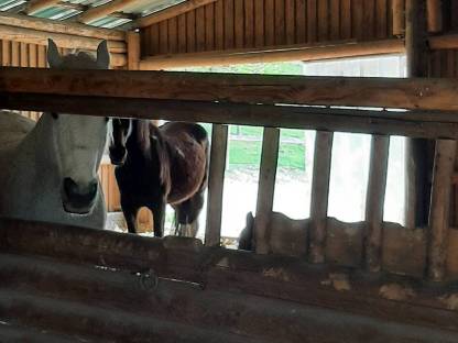 Bild 5:Pferdeeinstellplatz