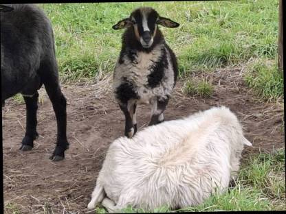 Bild 2:Krainer Steinschaf Jungwidder