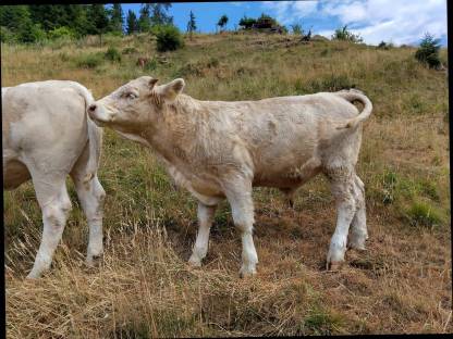 Charolais Jungstier