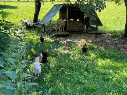 Bild 3:Hennen, Hähne und Küken abzugeben