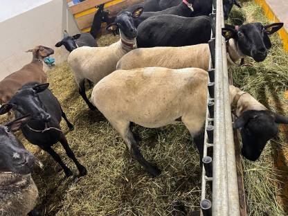 Bild 5:Suffolk Schafe Bio