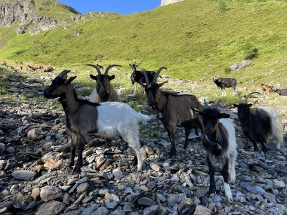 Walliser Tauernschecken mix
