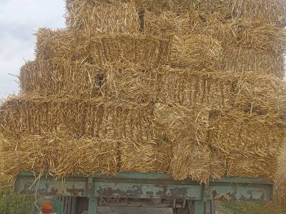 Bild 2:Haferstroh in kleinen Ballen Bio