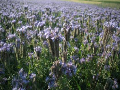 Bio Phacelia
