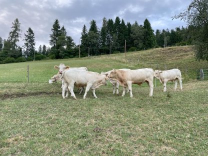 Verkaufe Bio-Einsteller Blondvieh