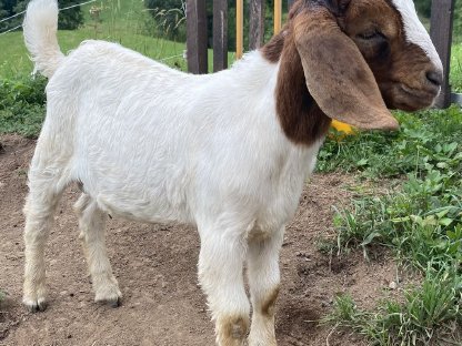 Burenziegenbock