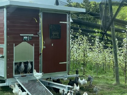 Bild 3:Bio-Eier vom Freilandmobil