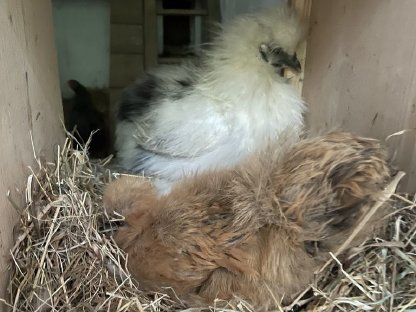 Bild 2:Zwergseidenhahn