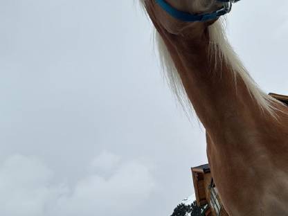 Bild 3:Tragende Haflingerstute