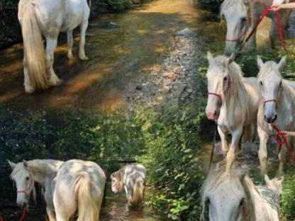 Bild 3:Shire Horse, größte Pferderasse der Welt, Kaltblut