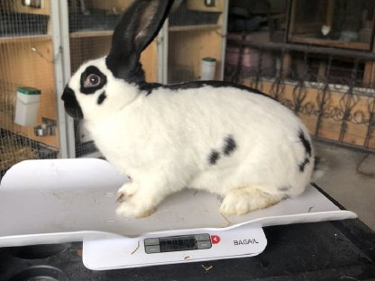 Bild 4:Riesenschecken