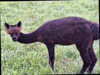 Bild 2:Alpaka Jungstuten