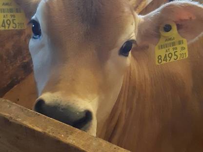 Bild 2:Jersey Jungrind