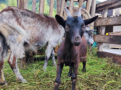 Bild 5:Blobe Kitz suchen neues Zuhause